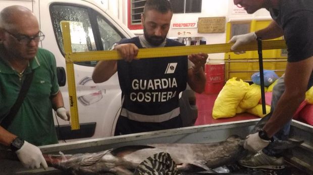 capraia  sequestro pesce 2