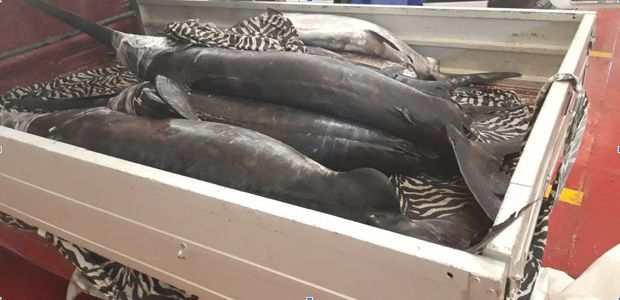 capraia sequestro pesce 1