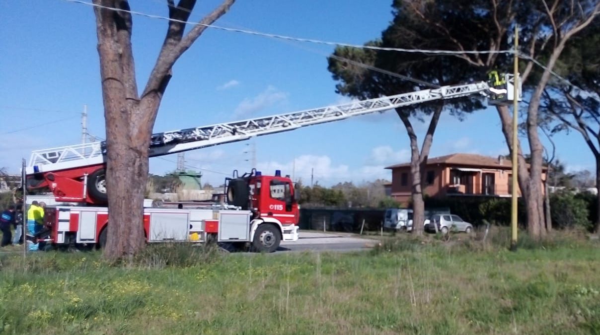 alberi pericolanti san giovanni 2