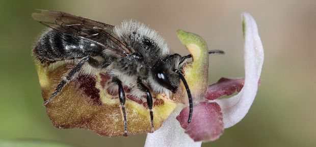 Andrena sp. su Ophrys tyrrhena 620