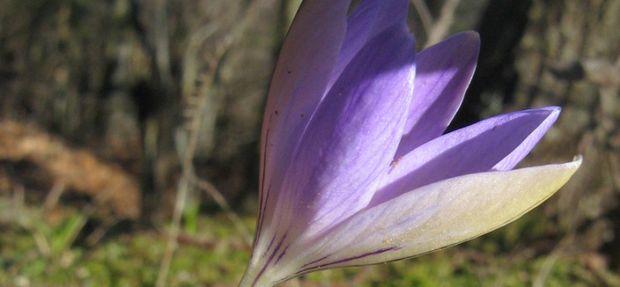 Crocus ilvensis 620