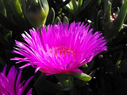 carpobrotus acinaciformis---