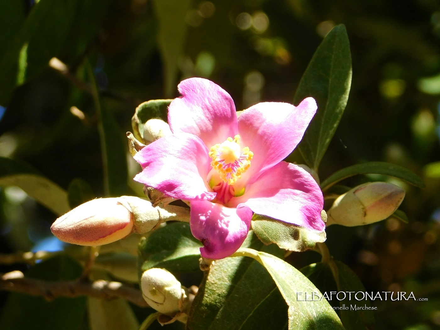 lagunaria patersoni foto marchese (2)