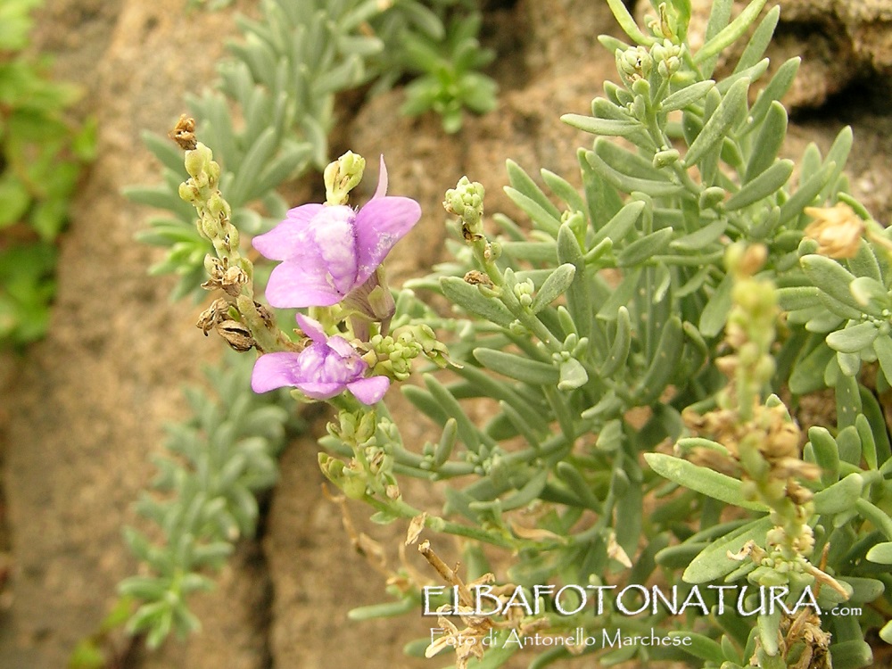 Linaria Capraria Capraia Foto Marchese