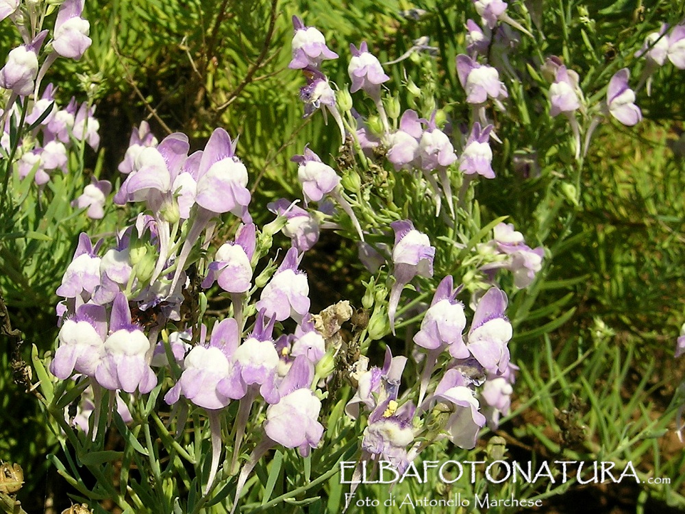 Linaria capraria  2