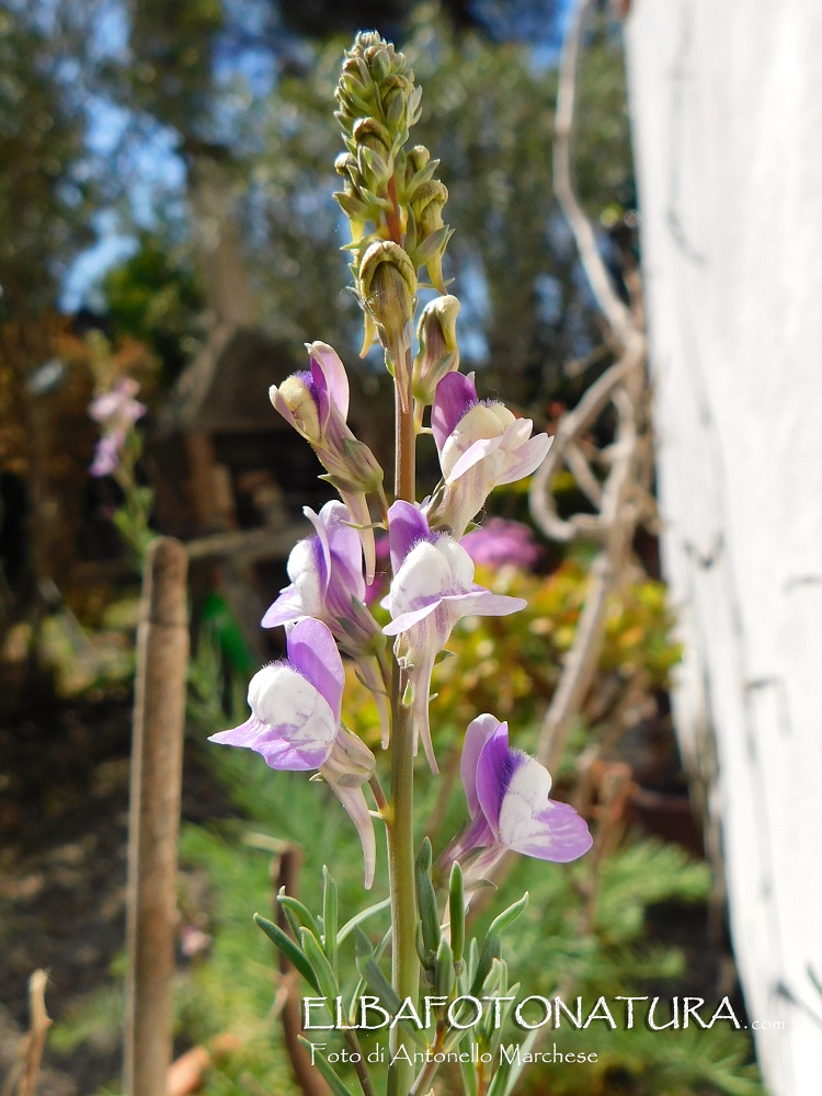 Linaria capraria 1  Elba foto Marchese