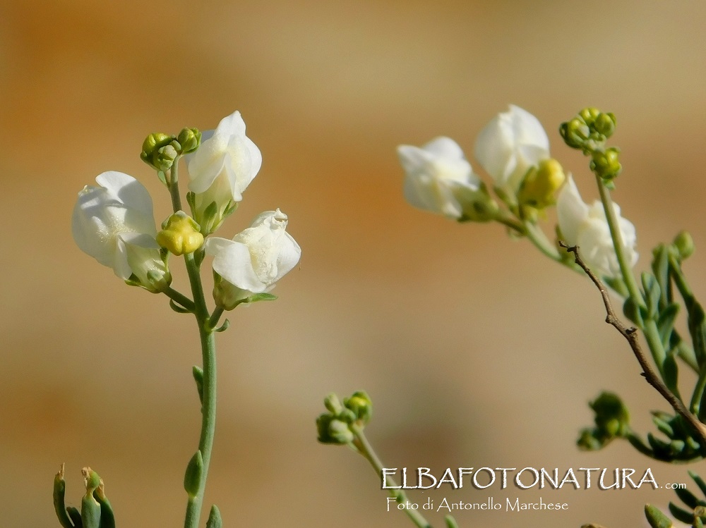 linaria capraria apocromia Foto Antonello Marchese (1)