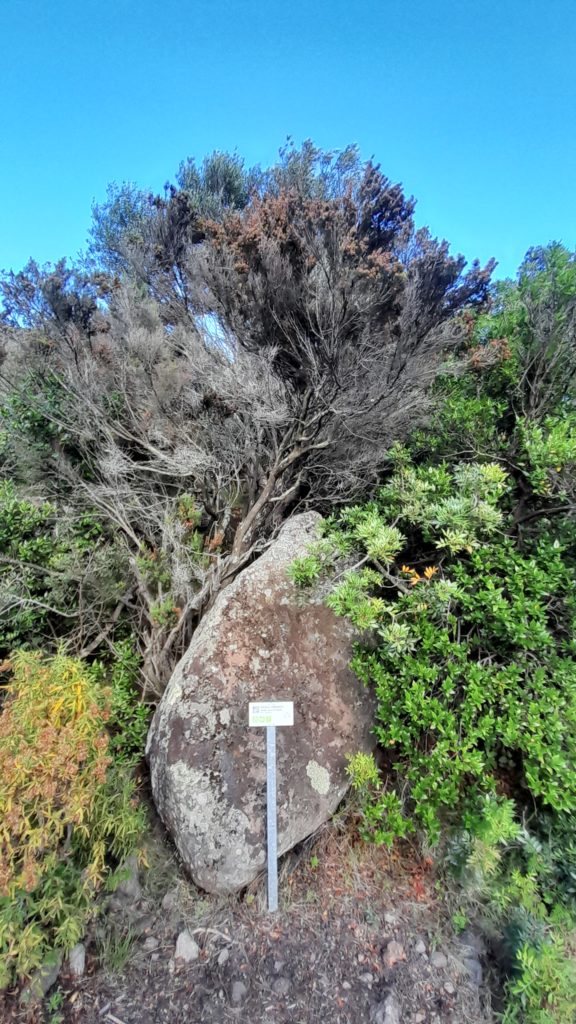 Percorso Botanico Capraia 3