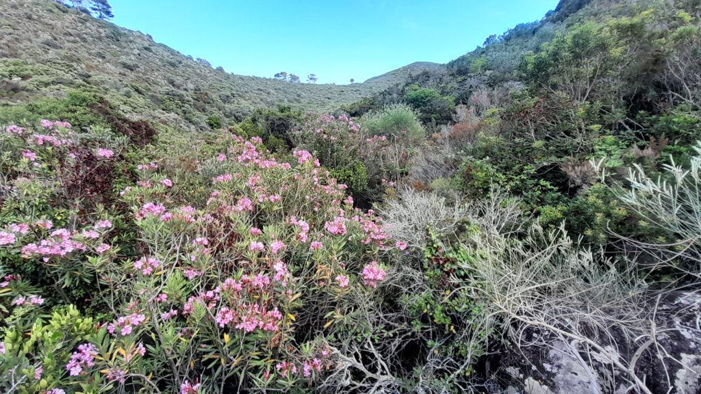 Percorso Botanico Capraia 7