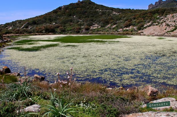 capraia Laghetto fiorirto