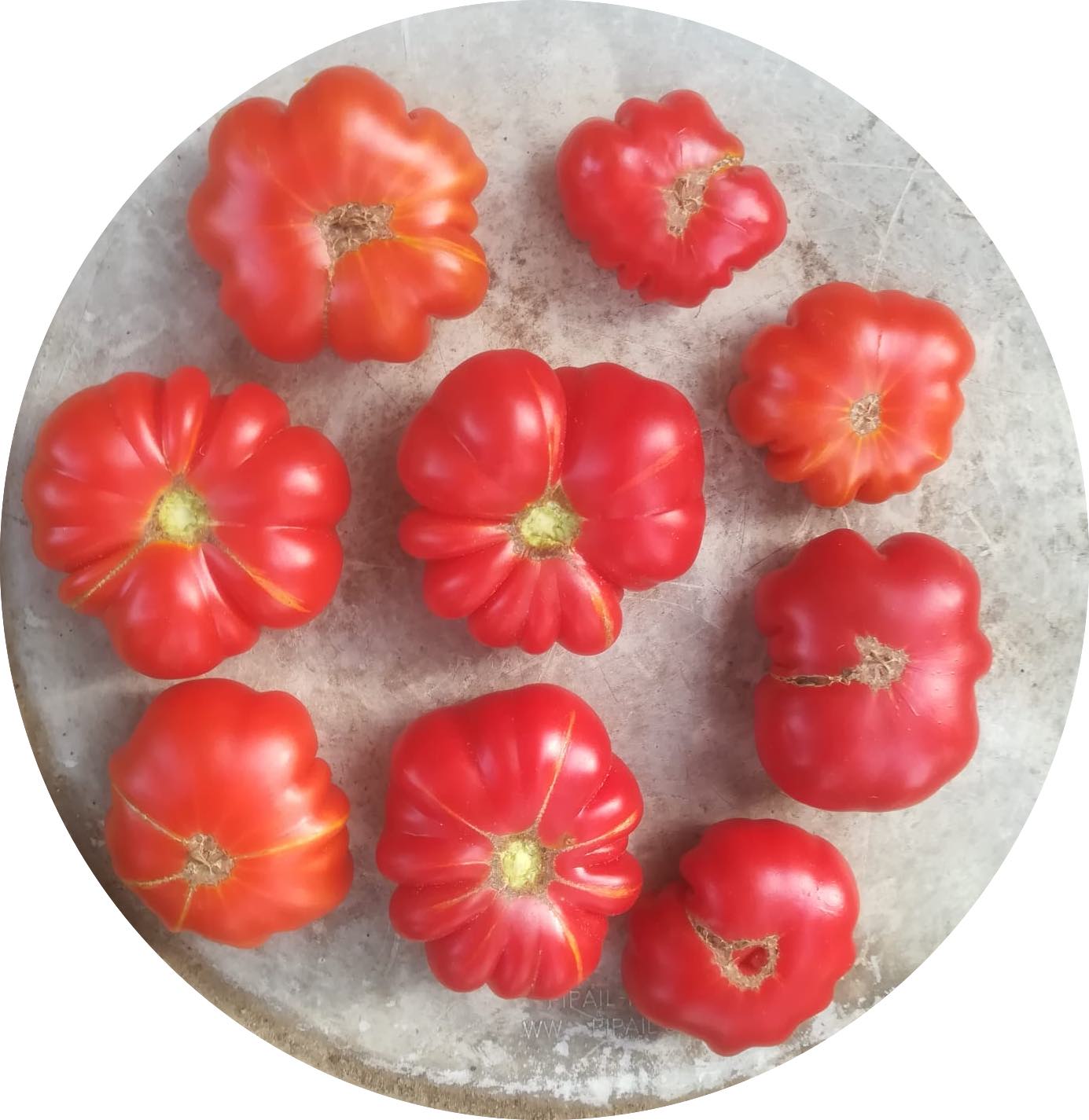 pomodoro da scasso del Giglio