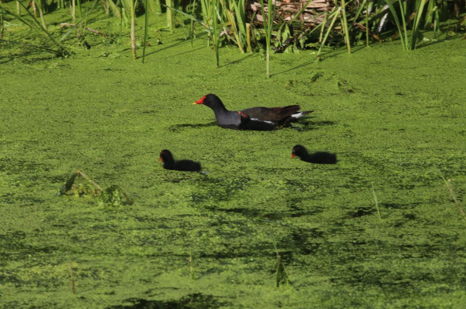 La foce Gallinelle d'acqua 1