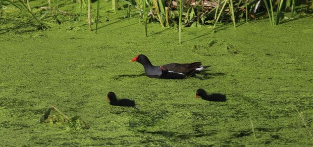 La foce Gallinelle d'acqua 620