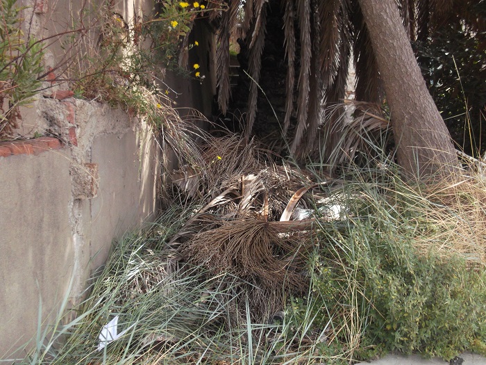 atrionfo della natura