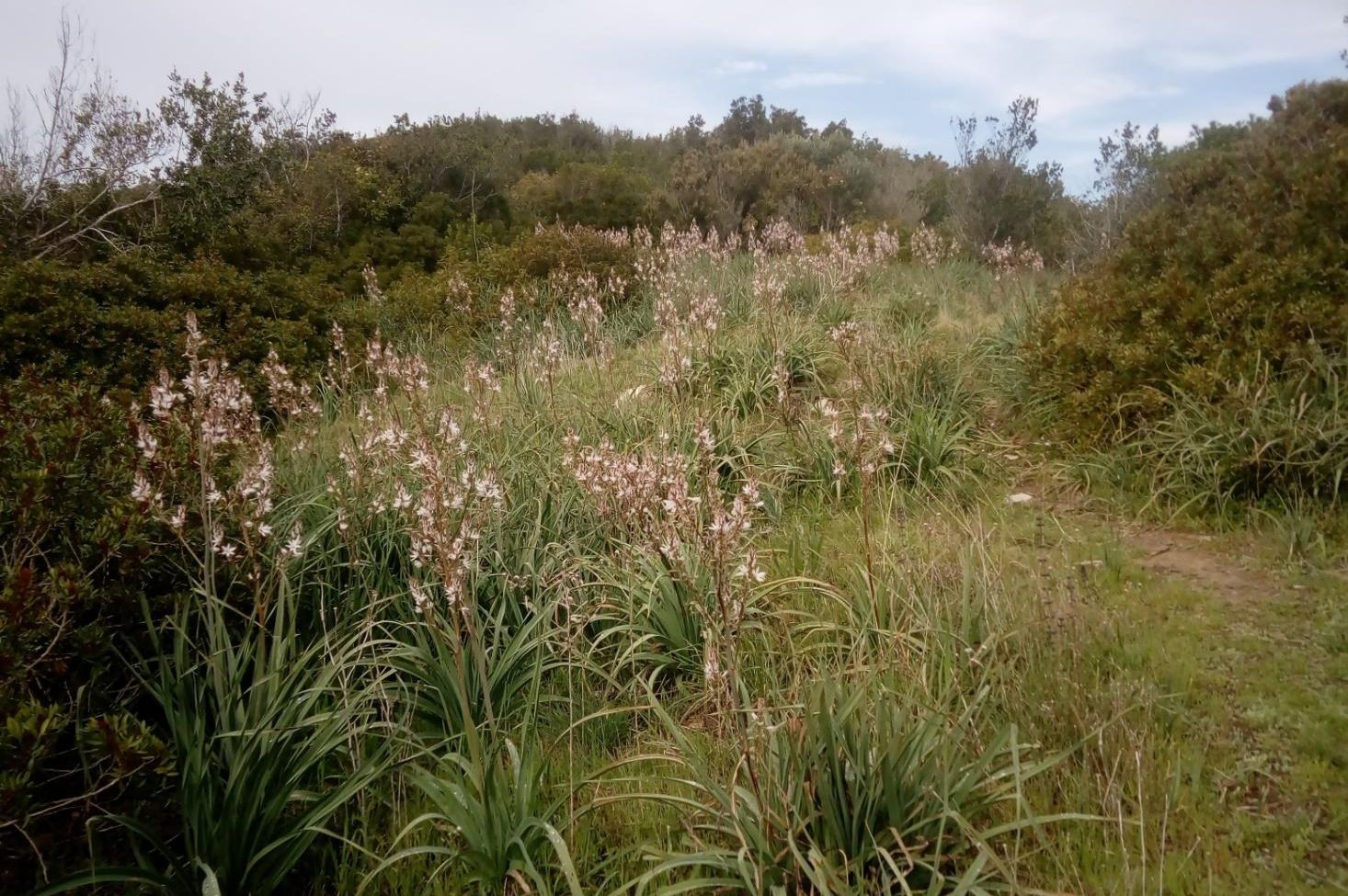 Poggio al mulino a vento . Prato di asfodeli in fiore