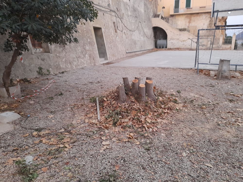 taglio alberi grigolo 2