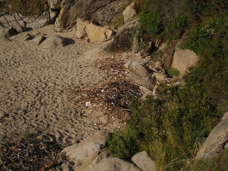 spiaggia cavoli 2