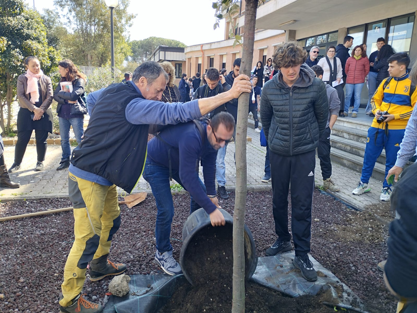 cerboni albero (4)