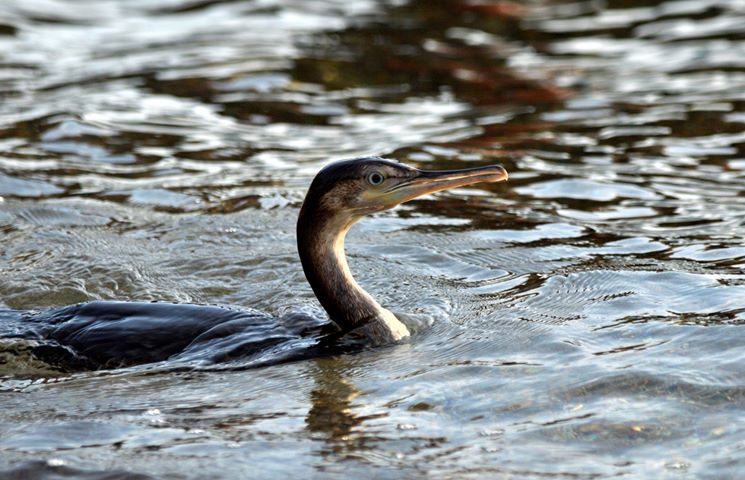 cormorano  2