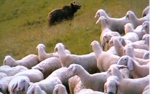 L&#039;Orso e l&#039;Agnello.