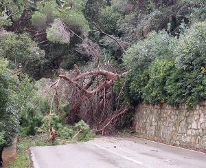 Un pino cade sulla SP 25 tra Procchio e Marciana Marina. Traffico bloccato - AGG.