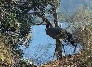 Videonotizia: Gru Cenerina (Grus grus) avvistata a Villa Ottone