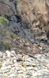 Pericolo di frana sulla spiaggia riese del Portello? 