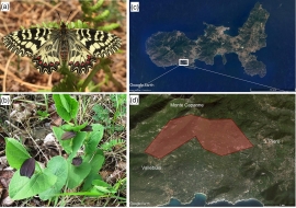 Studio sulle farfalle in via d&#039;estinzione  Modesti interventi sulla vegetazione  favoriscono la deposizione delle uova