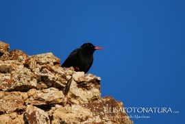 Un gruppo di gracchi corallini presso la rocca del Volterraio