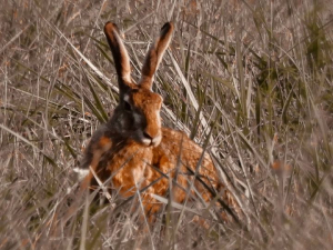 &quot;Creature Selvagge&quot; - La Foto della Settimana è di Gian Piero Mocali