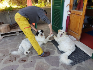 Perchè l&#039;Elba ha bisogno di una struttura veterinaria h 24? La storia di Miele e Macchia