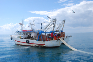 Pesca, Saccardi: &quot;Settore da rilanciare all&#039;insegna di qualità e sostenibilità&quot;