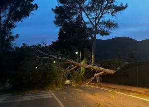 Numerosi alberi abbattuti dalla maestralata all&#039;Elba