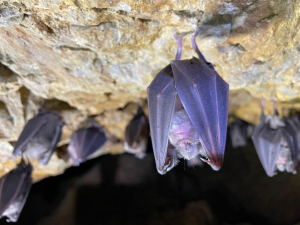 Rio Marina - al via i lavori di restauro della galleria Rosseto.  Legambiente: la colonia di pipistrelli presente è stata tutelata?