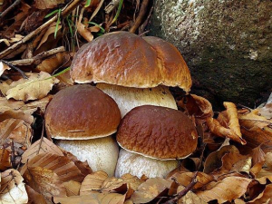 Funghi, una serata tra teoria e ... pratica