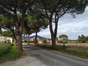 Marco Rinaldi (arboricoltore) sulla ingiustificabile strage dei pini di San Giovanni