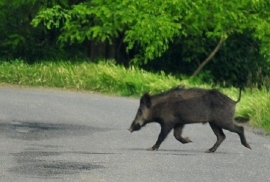  Scooter contro cinghiale all&#039;Albereto (2 giovani escoriati 1 ungulato deceduto)