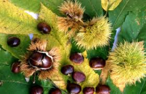 Dal 23 al 30 ottobre la Settimana delle Castagne a Marciana e Poggio.