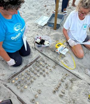 Nel primo nido di Pianosa 60 uova, ma nate solo 12 tartarughine marine