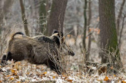 Battute di caccia al cinghiale a San Giovanni: una specie di pericoloso Far West