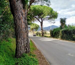 Pini di San Giovanni - Lettera del Circolo Laudato Si&#039; al Sindaco di Portoferraio