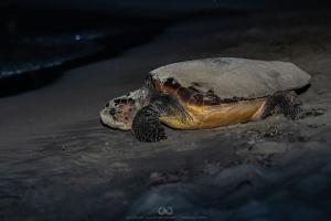 Fotocronaca:  La tartaruga pianosina 2024-bis torna in mare dopo la deposizione  delle uova