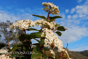 Fotonotizia: la fioritura del viburno (Viburnum tinus)