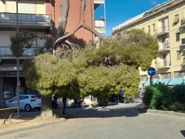 Crolla grosso ramo di pino in Piazza Pietri