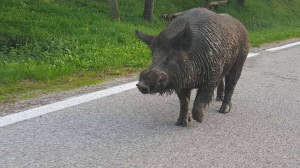 L’Elba area non vocata al cinghiale è solo il primo passo verso la necessaria eradicazione