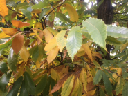 Settimana delle Castagne: tutte le escursioni, passeggiate e attività outdoor