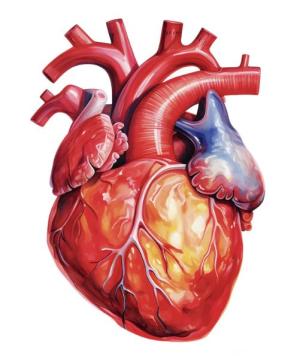 Continua lo screening del cuore al Circolo della Vela Marciana Marina ASD