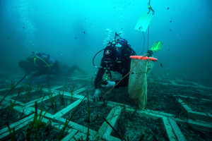 Concluso il trapianto di posidonia che compenserà i lavori dell&#039;elettrodotto tra Elba e la costa