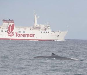 L&#039;appello al rispetto delle balenottere del Centro Ricerca Cetacei