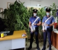 Campo: coltivatore di marijuana arrestato dai Carabinieri